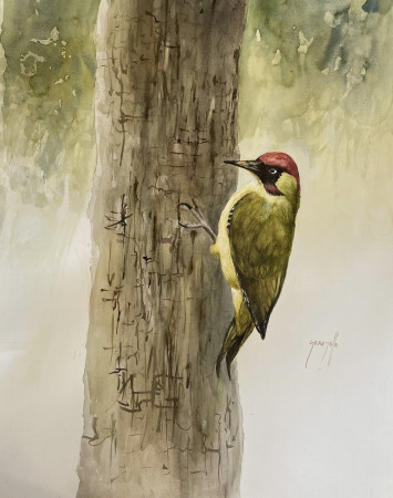 Pivert 50X70